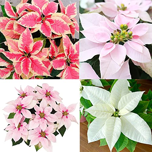 Qauzuy Garden 100 Seeds Mixed Colour Poinsettia Plant Seeds For Planting- Mexican Flameleaf Christmas Star Flower Seeds Perennial Shrub Exotic Accent Plant Easy To Grow #TOP25