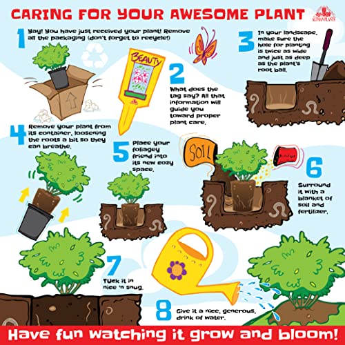 Autumn Fern Plants Live Outdoor Plants, Fern Plant Live Plants Outdoor Live Fern Potting Soil, Landscape Edging Perennial Plants For Shade, Outdoor Plants Live Ferns For Outdoors By Plants For Pets #TOP5