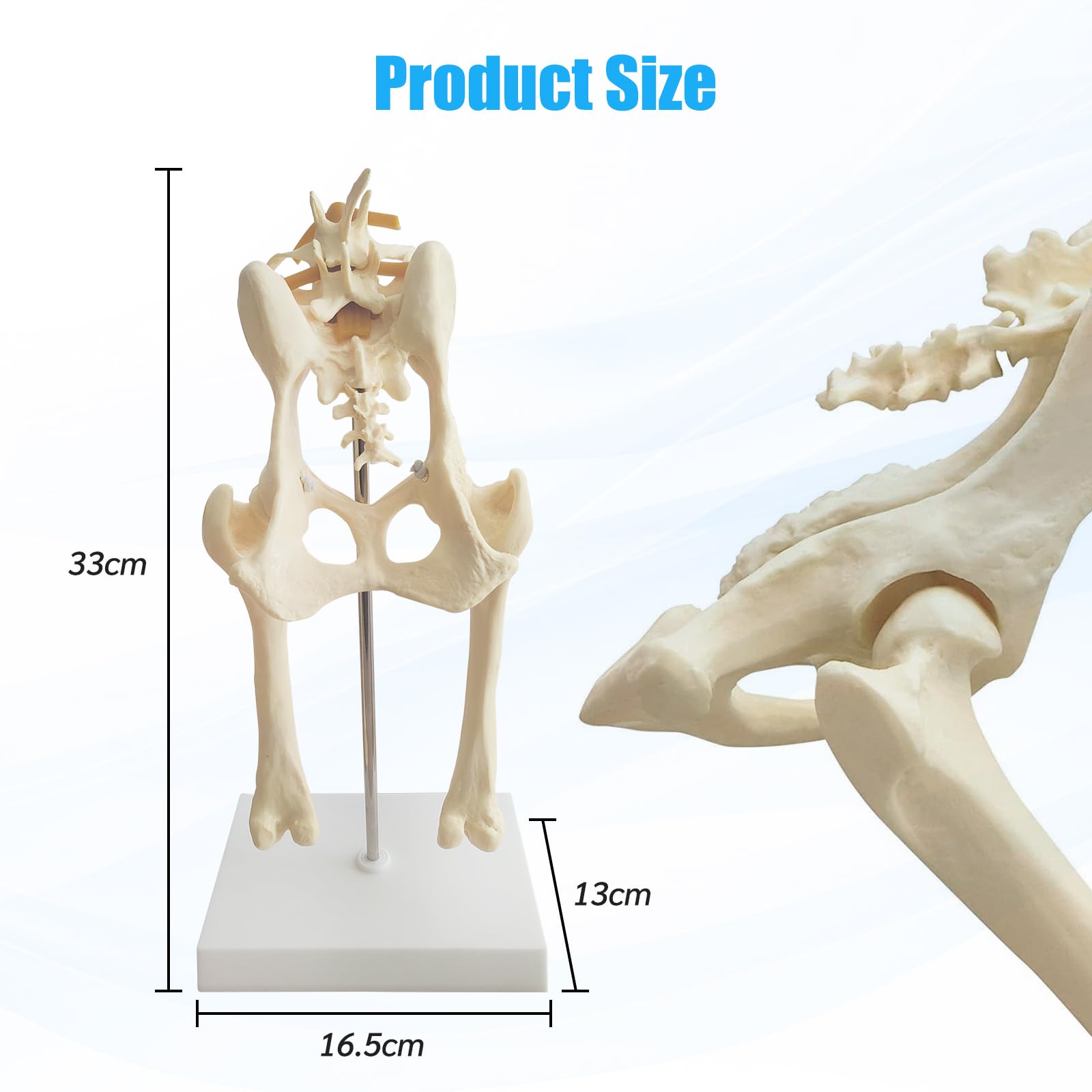 Modello di bacino del cane, modello di articolazione dell'anca del cane, riproduzione anatomica del bacino per l'ufficio veterinario strumento educativo