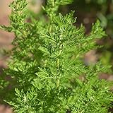 Palm Beach Medicinal Herbs - Chinese Wormwood (Artemisia annua) - Packet of 200 Seeds