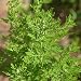 Chinese Wormwood Seeds, Sweet Annie (Artemisia annua) 200+ Rare Medicinal Herb Seeds in FROZEN SEED CAPSULES for the Gardener & Rare Seeds Collector - Plant Seeds Now or Save Seeds for Years