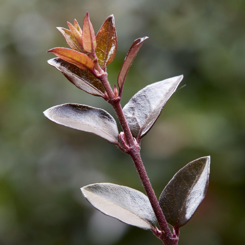 Lonicera nitida ‘Garden Clouds Purple Storm’ Evergreen Shrub with Dark Purple Shoots Ideal for Topiary Low Hedging Disease-Free in 1x or 3X 9cm Pots by Thompson and Morgan