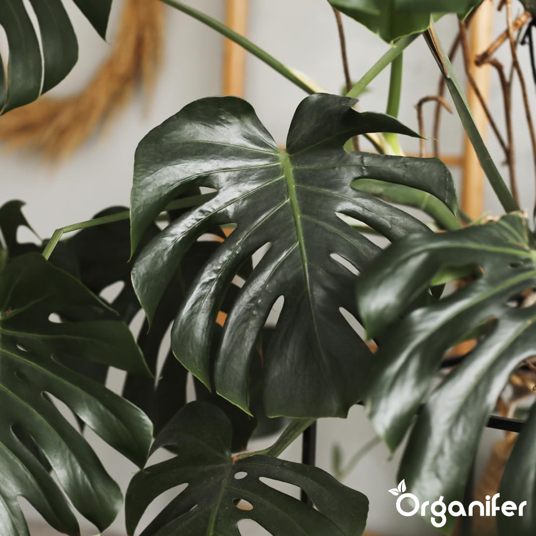 Monstera Flüssigdünger - 10L - NPK 3-4-3 | Flüssig-Pflanzendünger Für Große Zimmerpflanzen Und Dekorative Tropicals - Organifer