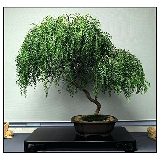 Bonsai Dwarf Weeping Willow Tree - Large Thick Truck Cutting - Ready to Plant - Get a Rare Dwarf Bonsai Tree Very Fast