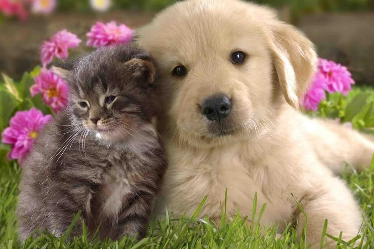 Yellow Alley Cute Cat & Dog Wall Poster For Staircase, Corridors, Pet Room Decoration|1Pc|Poster For Pet Lovers|Wall Decor