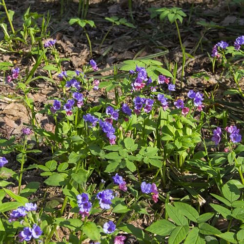 Lungwort Seeds, Cold-Tolerant herb, Northern Climate Gardens, Winter Hardy Landscape selections 150pcs