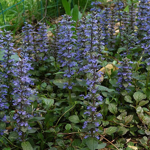 6x Bugle rampant - Ajuga reptans - Godet 9x9cm