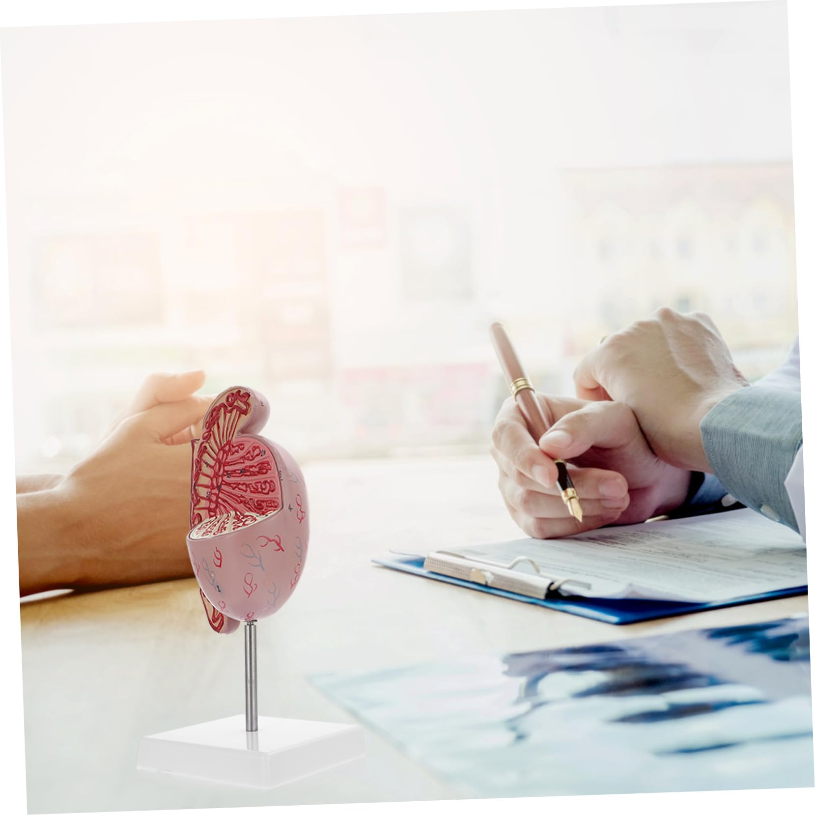 Männliches Anatomiemodell Flexibles Lehrmittel Für Humanorgane Material Realistische Details Für Anatomieunterricht Und Ausbildung Für Schüler Und Interessierte