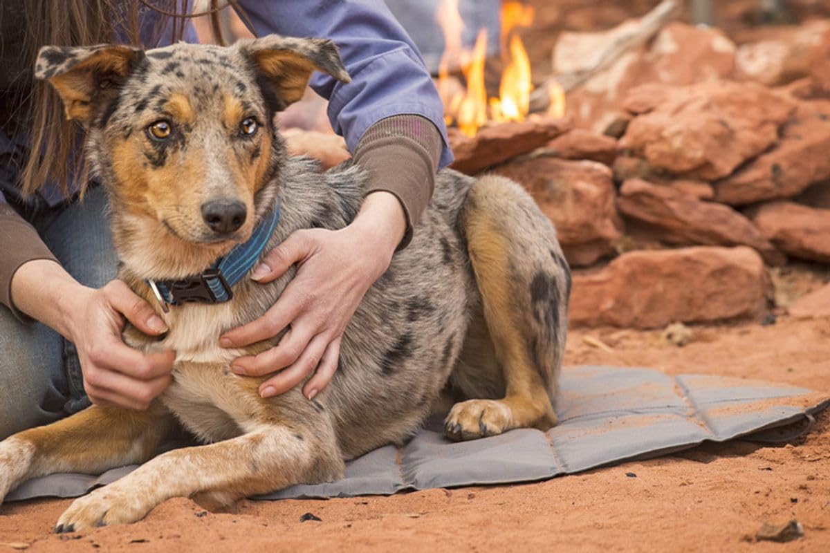ラフウェア ハイランズ パッド Ruffwear Highlands M Amazon.com : Ruffwear, Highlands Dog Pad, Portable Dog Bed