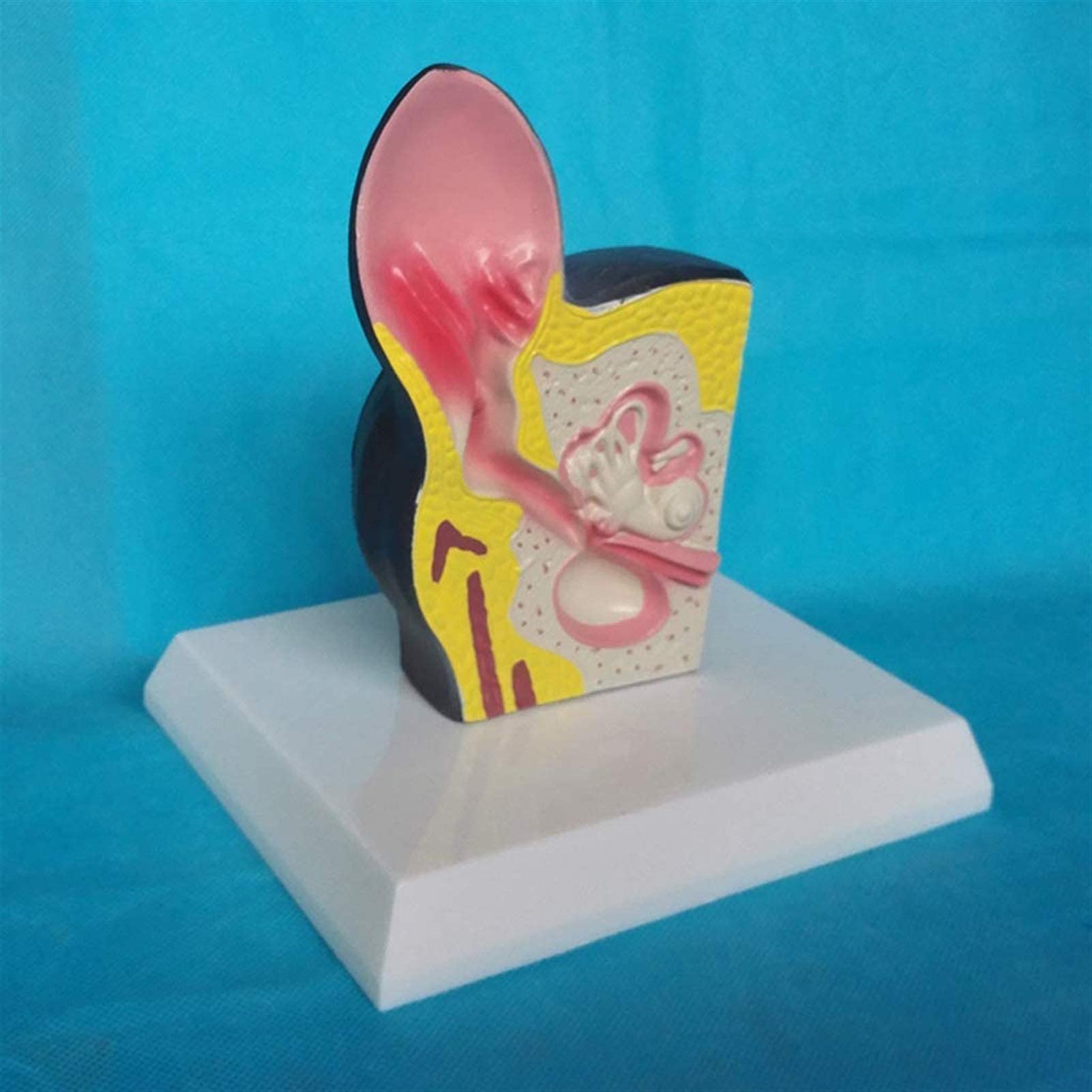 Modèle D'organe Animal - Modèle Anatomique d'oreille De Chien Modèle Animal Matériel en PVC Modèle D'enseignement Biologie Spécimen D'anatomie - pour Aide À L'entraînement