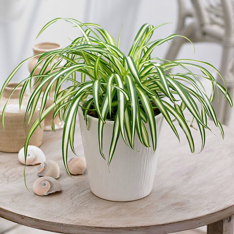 JooGTooK Live Indoor Plant Chlorophytum Comosum Chlorophytum, Spider Beautiful Plants for Home Air Purifier Garden Plant(1 Healthy Live Plant) (B0B31KT1H6) Amazon Price History, Amazon Price Tracker