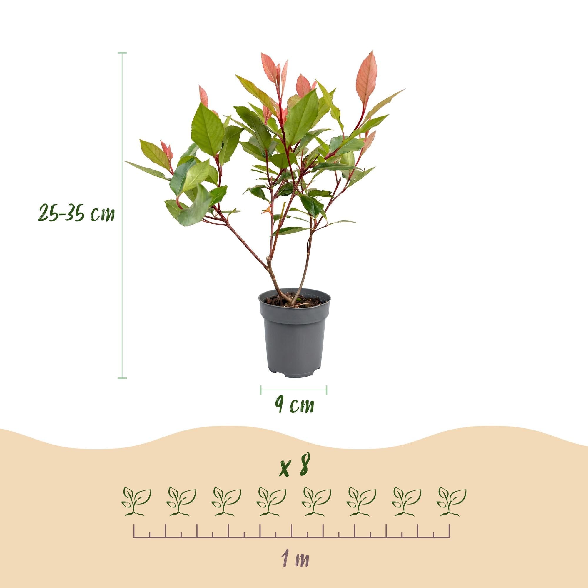Green boutiQ - 16x Photinia fraseri Little Red Robin - Glansmispel - Plantes de haie - Persistant - Rouge - Pot 9cm - Hauteur 25-35cm