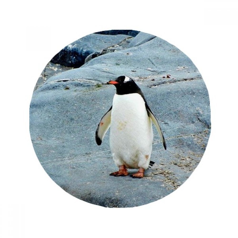Tapis pingouin océan antarctique 60x60cm, une idée cadeau nature originale