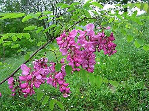 Rose Locust Seeds Pink Acacia Flower Robinia Hispida Fertilis Tree 50 Seeds #TOP3