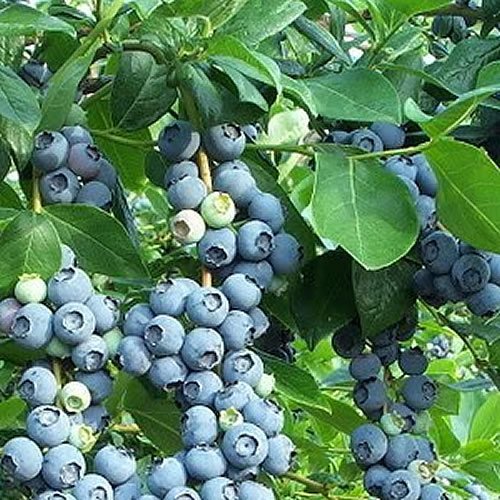 【もっふん】ブルーベリー苗　10本セット　13.5cmポット もっふん】ブルーベリー苗 10本セット 13.5cmポット ブルーベリー 苗