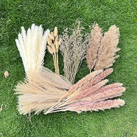 100Pcs Pampas Grass by CZCTLUL Cover