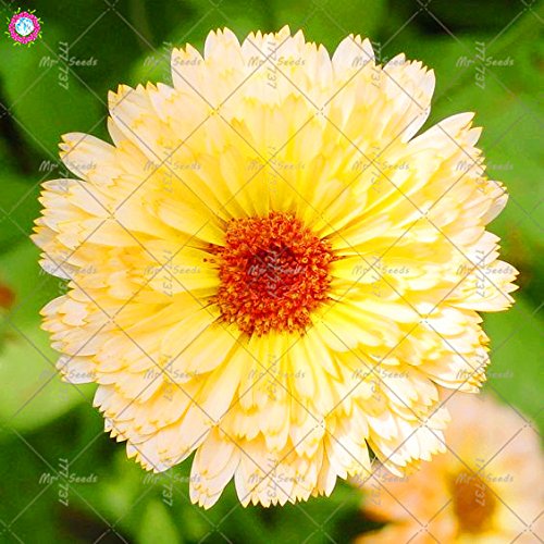 Graines De Calendula Officinalissystème De Bonsaï De Fleurs Vivaces Pour Le Jardin Familial Facile À Cultiver