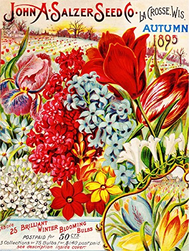A SLICE IN TIME 1895 Salzer Tulips Vintage Flowers Seed Packet Catalogue Advertisement Poster