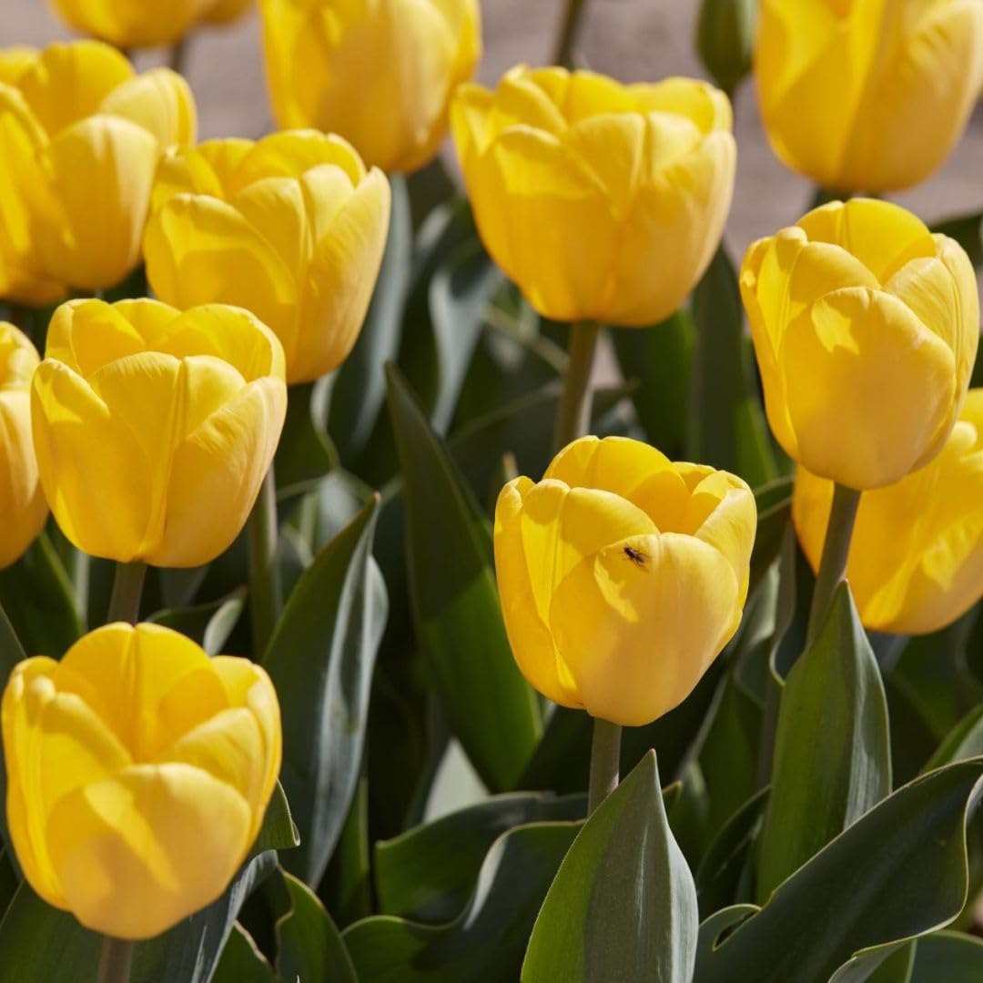 Tulip 'Golden Apeldoorn' 32 Bulbs – Yellow Darwin Hybrid Tulip by T&M