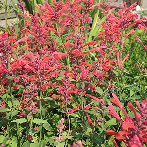 Tango Hummingbird Mint Seeds Agastache Rupestris 'Tango