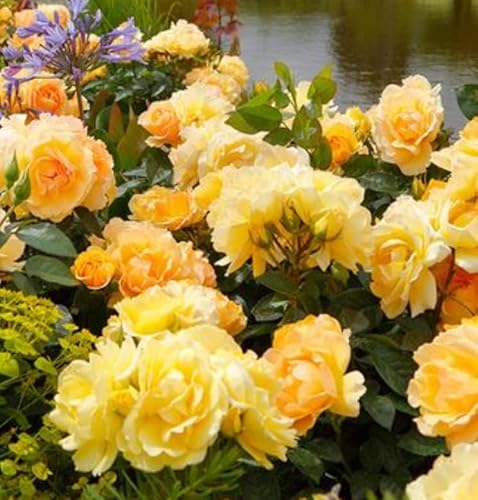 1 Fragrant Rosa Queen Bee Amber-Yellow floribunda Bush Rose Plant in A 3 Litre Pot- Rooted Bush Plant for Brighten Garden Outdoor Landscape Shrub Border Walkway Hedge
