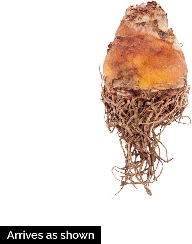 GARDENS ALIVE! - Multi-Color Flowering Pineapple Lily Dormant Bare Root Summer Flowering Bulb Mixture, 5 Plants per Offer