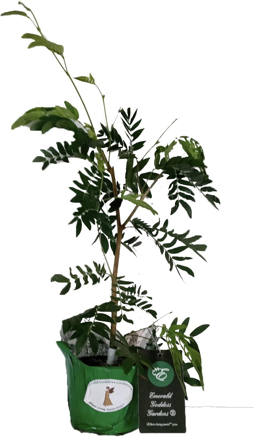 Pink Powder Puff Rose Cascade - Calliandra surinaminsis - Live Tropical Tree Plant - Unusual Flower - 8-12 Inches Tall - 4 Inch Pot