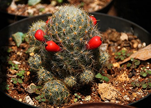 SAFLAX - Mammillaria (mix) - 40 semi - con