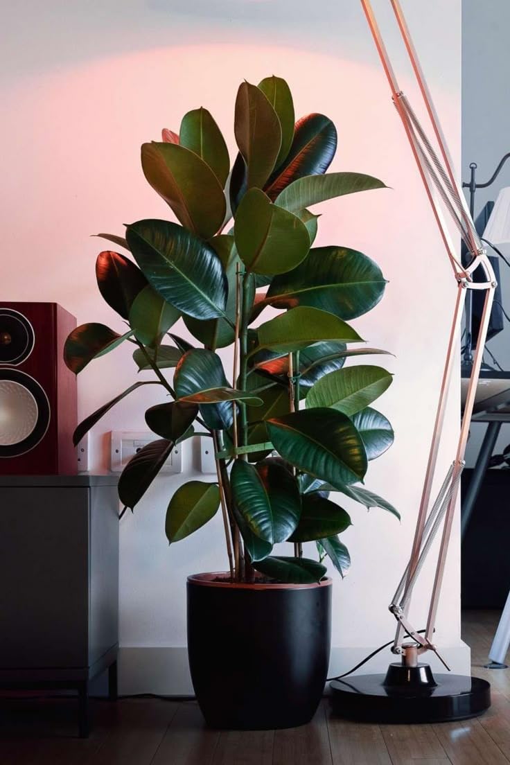 Rubber Plant, Indoor Live Plant for Home and Garden-picture-27