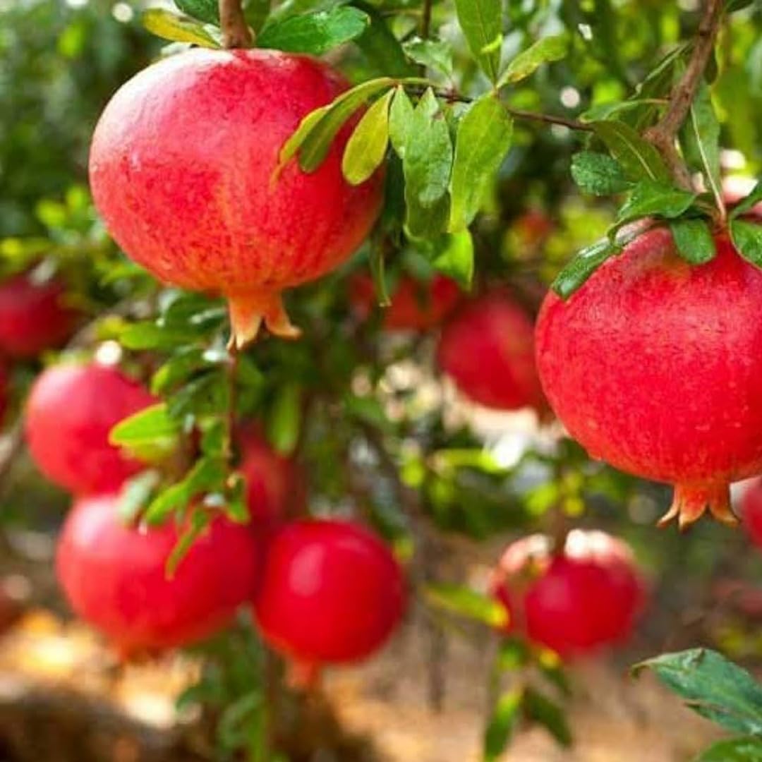 See full amazon price history chart for SANJU Solapur Lal Anar Plant Hybrid Rare Pomegranate Anar Live Plant (1 Healthy Live Plant) Pack Off 1 SANJU Solapur Lal Anar Plant Hybrid Rare Pomegranate Anar Live Plant (1 Healthy Live Plant) Pack Off 1 (B0CM8LG997) Amazon Price History, Amazon Price Tracker