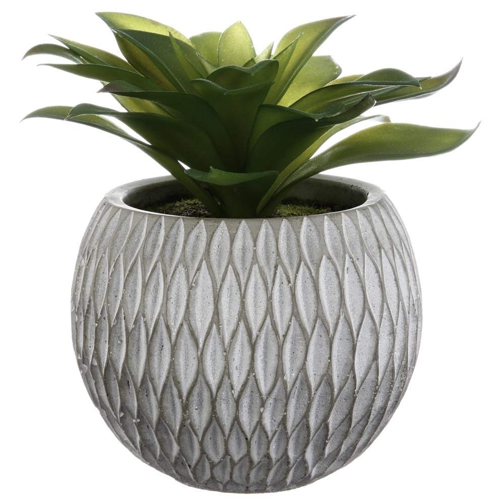 Plante grasse en pot de ciment de 17cm pour décoration intérieure