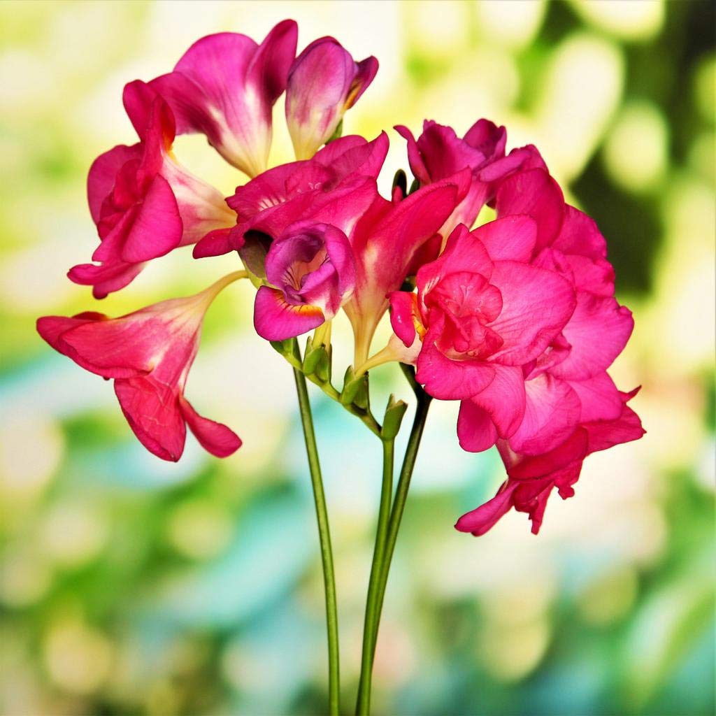 live green freesia double imported flower bulbs - pack of 15