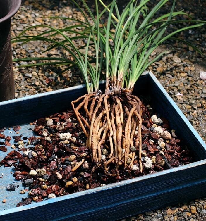 CYMUS - Material vegetal común para orquídeas CYMBIDIUM- - 3L (4 en 1)