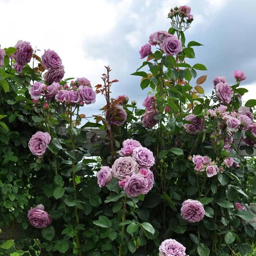 パープルローズ Amazon.com : Heirloom Roses Climbing Rose Plant - Arborose