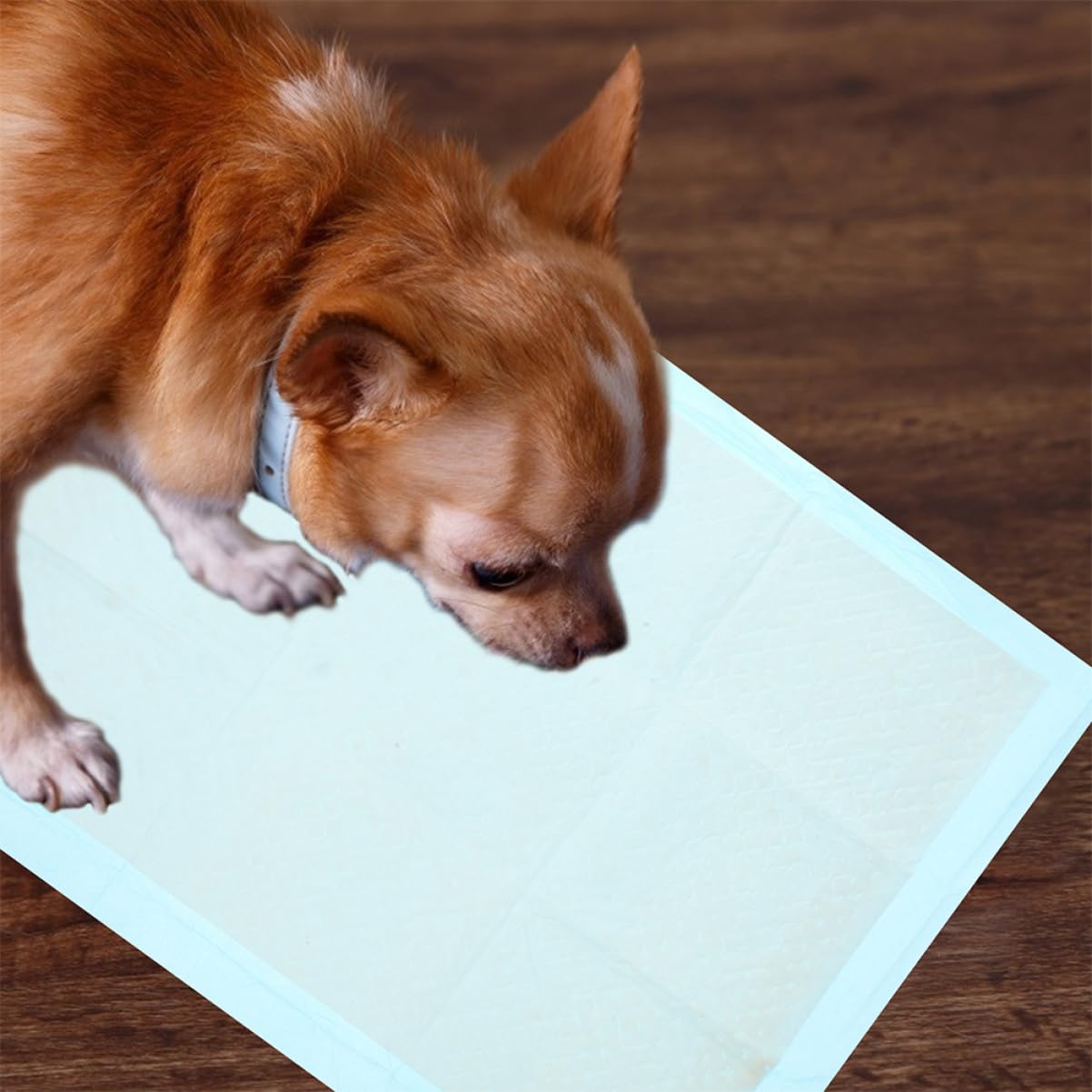 Happyyami 100pezzi Tappetini Assorbenti Per Cani e Gatti Di Traversine Impermeabili Per Addestramento Ultra Assorbenti e Facili Da Usare Perfetti Per Ambienti Domestici