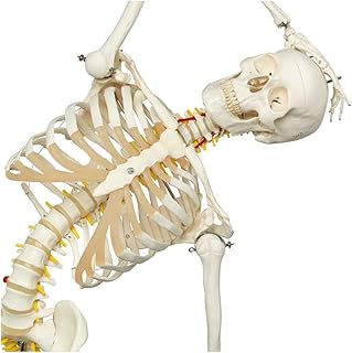 Life Size Human Skeleton Model - Flexible Skeleton Anatomy Model - Full Size Anatomical Skeleton Model with A Flexible Spine - for Study Display Teaching Medical Model