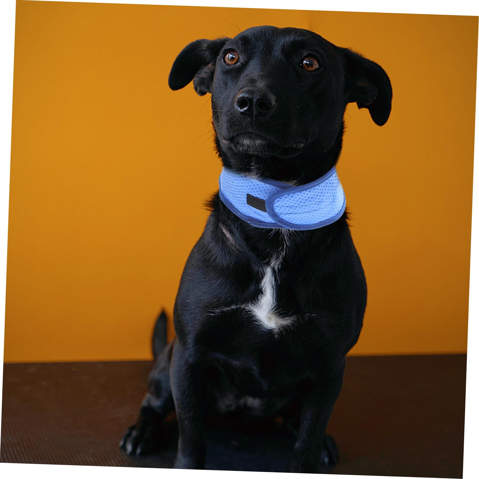 Kisangel 5stücke Kühlendes Hundehalsband Aus Atmungsaktivem Material Für Heiße Sommertage Bietet Angenehme Kühlung Für Hunde Mit Dickem Fell Zufälliger Stil