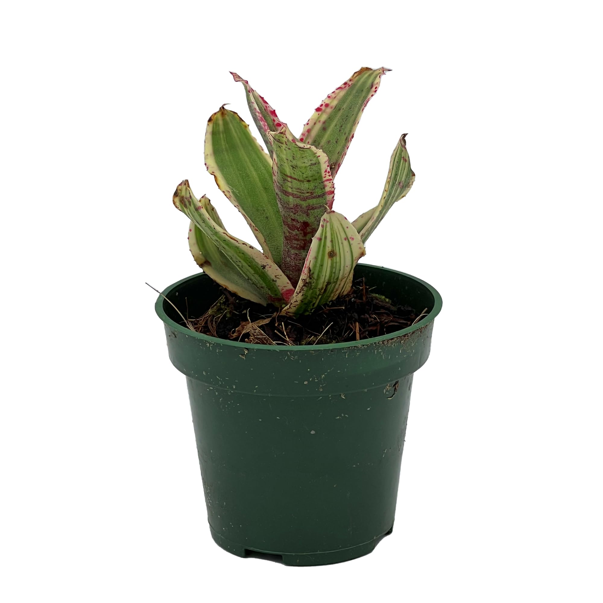 Amazon.com : ragnaroc Live Plants – Bromeliad Neoregelia Gizmo, 4