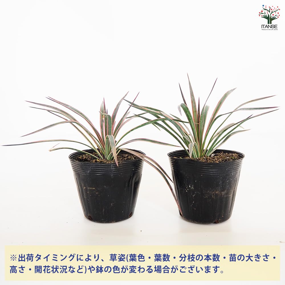 Amazon｜ITANSE ユッカ アロイフォリア 5号 1個売り【初心者向け