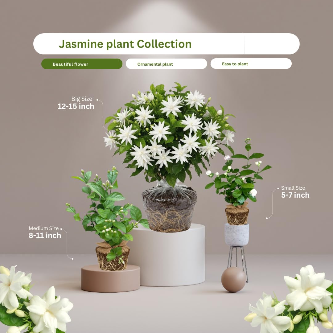 Amazon.com : 2 Jasmine Plants Live, Jasmine Flower Plant Indoors