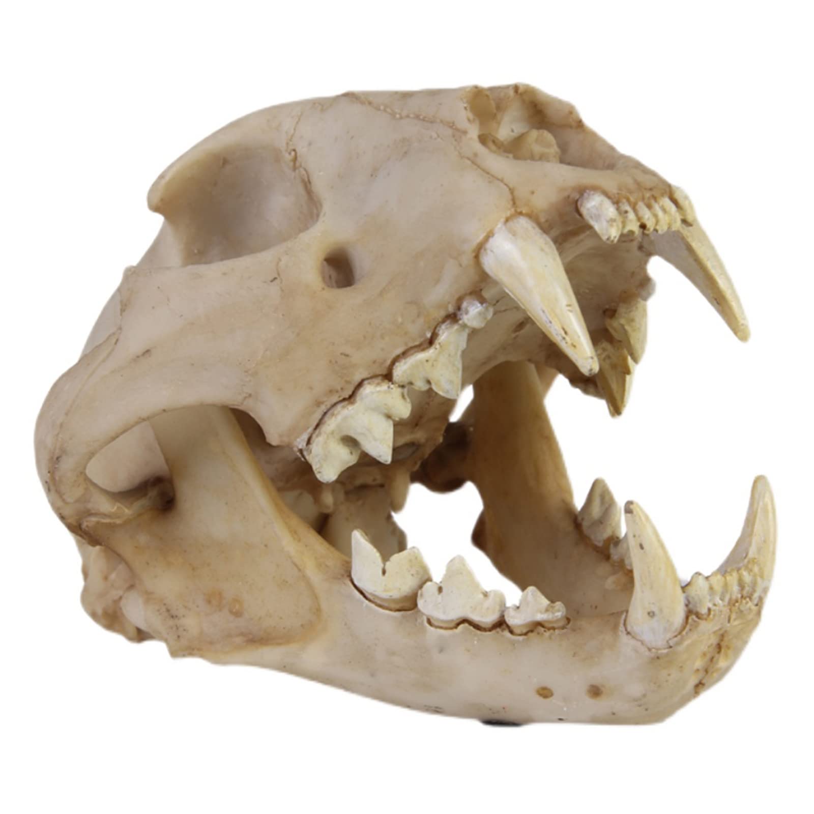 Leopardenschädel-Replik, Tierschädel-Knochenfossilien-Modell, Kunstharz, echtes Tierschädel-Leopardenkopf-Modell, für den naturwissenschaftlichen Unterricht, Tierschädel-Kopfmodell