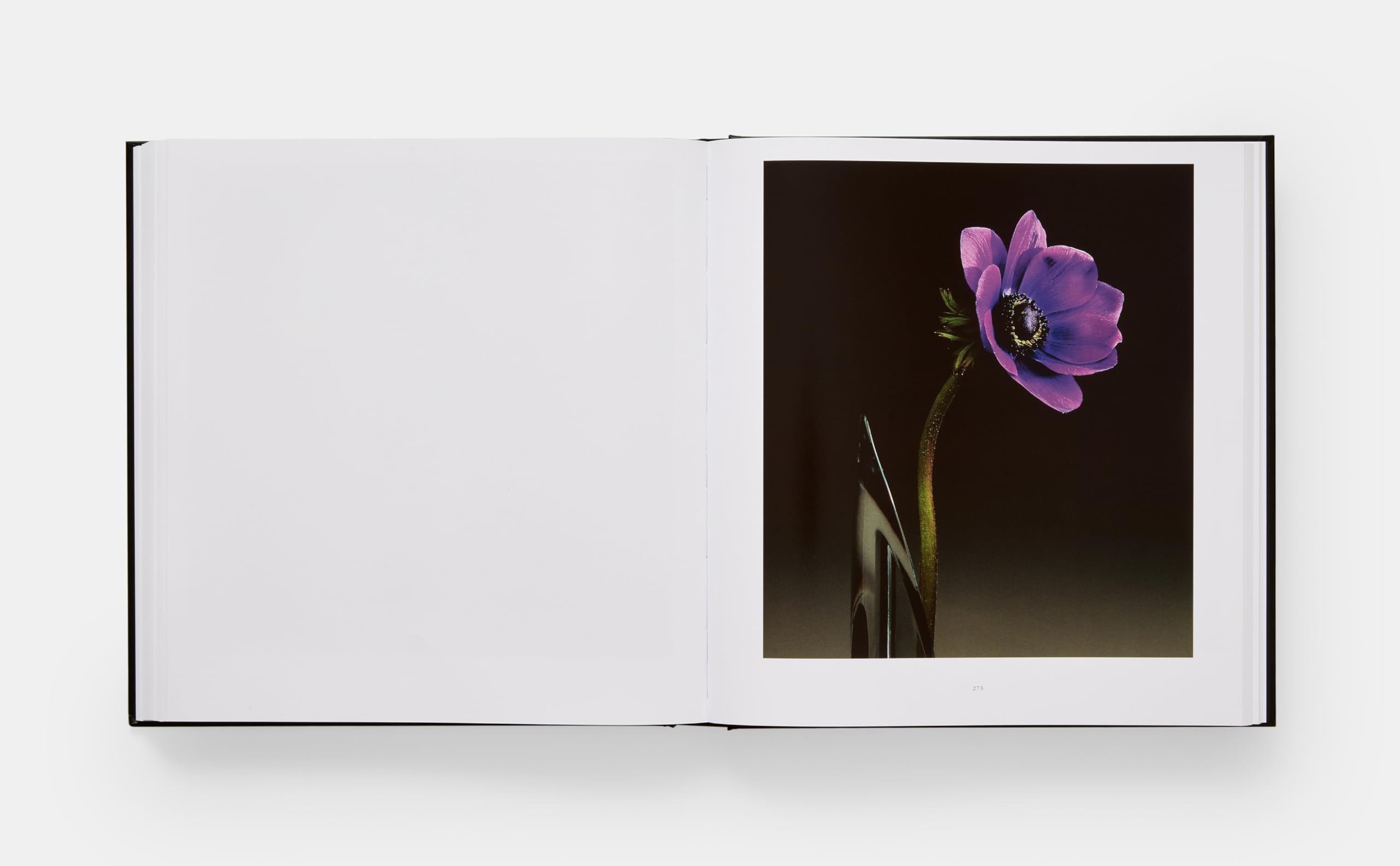 Robert Mapplethorpe. Flora. The complete flowers