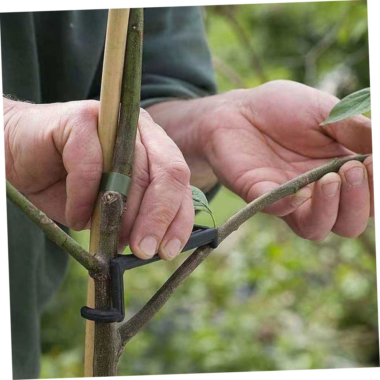 UPKOCH 2 Sätze Pflanzenzweig Bieger Clips Verstellbare Halter Für Obstbäume Und Blumen Zur Formung Und Unterstützung Von Pflanzen Langlebig Und Wetterbeständig 25 Stücke * 2