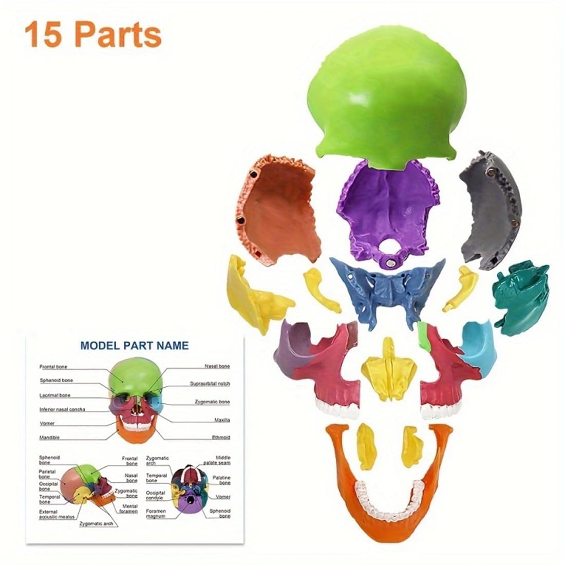 Czaszka mini 15-częściowy model czaszki do nauki anatomii, idealny dla dzieci i studentów do nauki anatomii człowieka