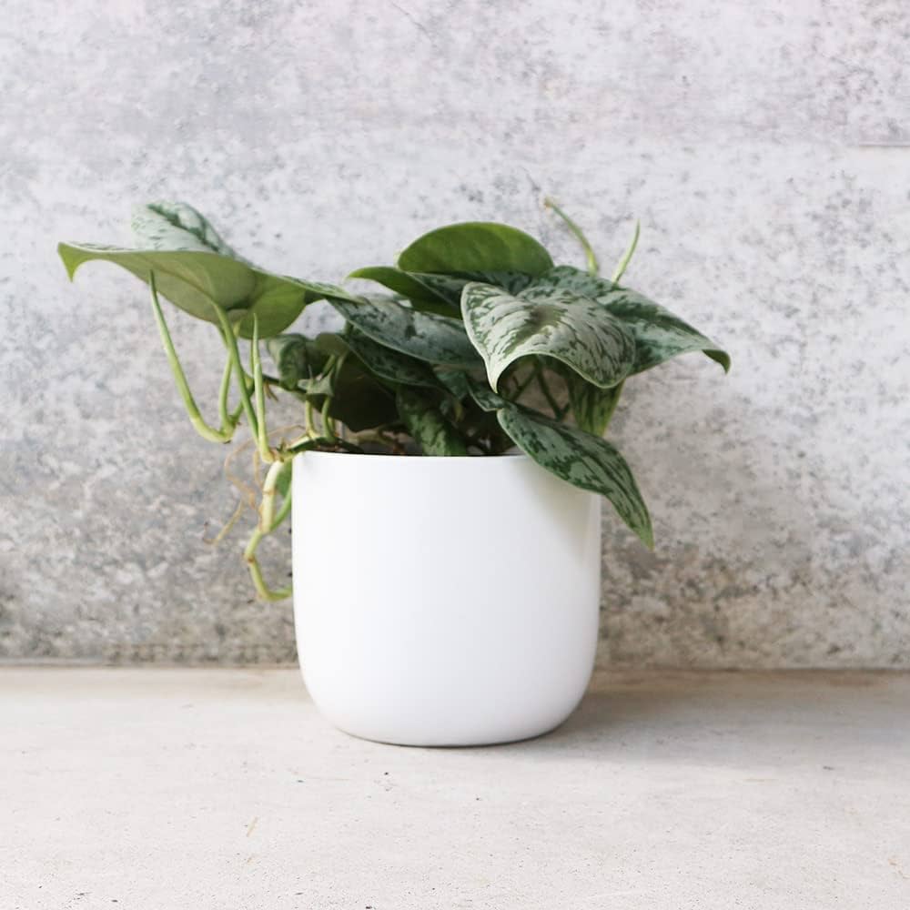 クピド　二輪草鉢植え クピド 二輪草鉢植え クピド 二輪草鉢植え 楽天市場】二輪草