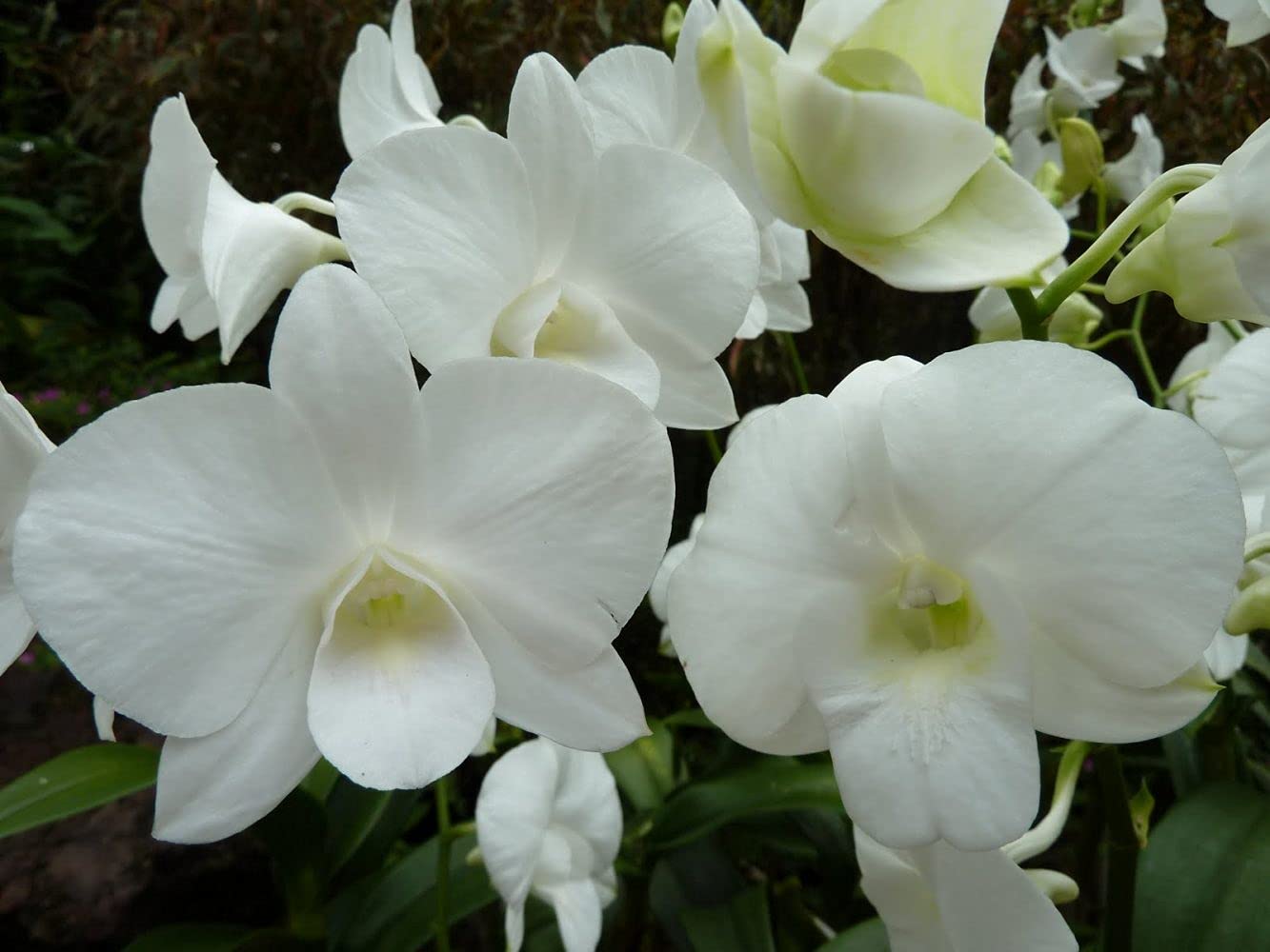 Aiden Gardens Dendrobium Orchid Live Plant Big White 1 Healthy Blooming Size Live Plant Including Pot (B093FB7GHD) Amazon Price History, Amazon Price Tracker