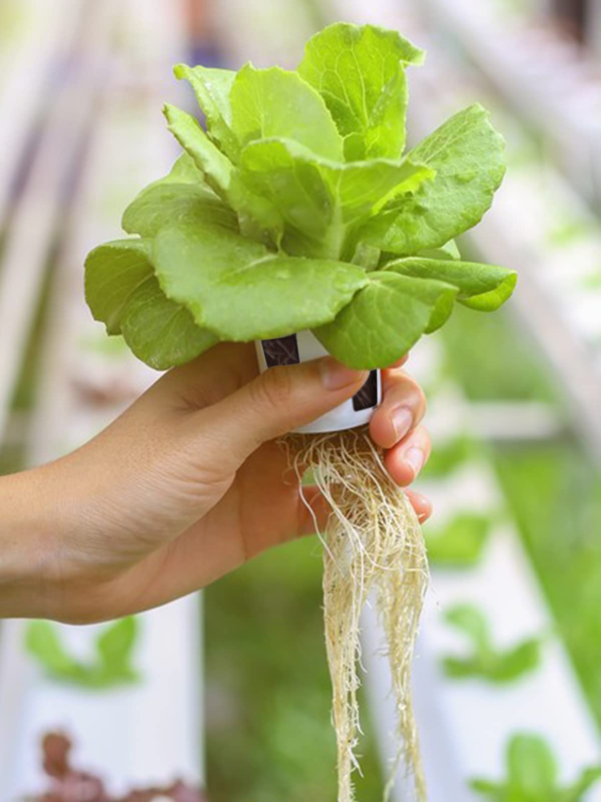 Kalolary Hydroponic Grow Kit, Hydroponics System de Cultivo 4 Capas 72 Sitios de Plantas Tuberías de Grado Equipo de plantación hidropónica con Bomba de Agua, Temporizador de Bomba para Verduras