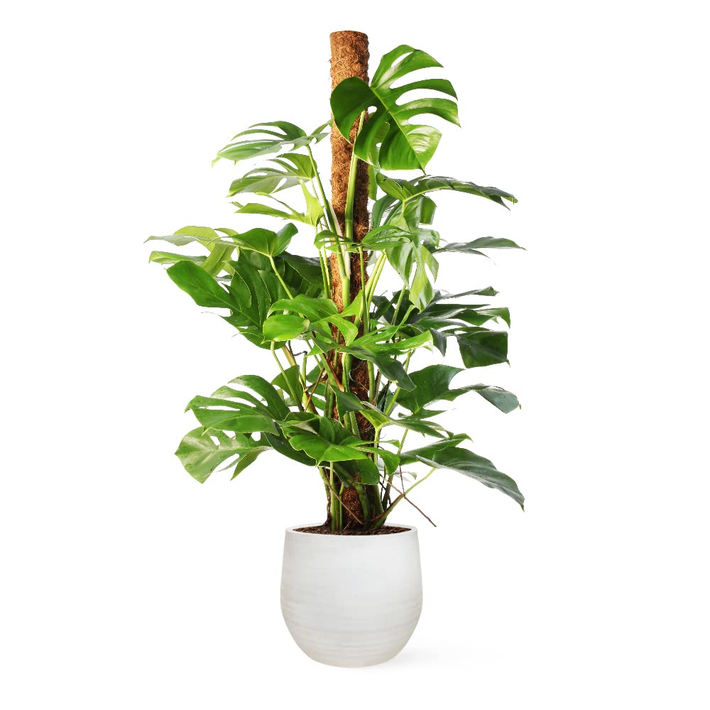 Monstera Deliciosa o Costilla de Adán | Planta natural de interior estilo tropical con altura 120-130 cm y con tutor incluido - Maceta del 24ø | April Plants