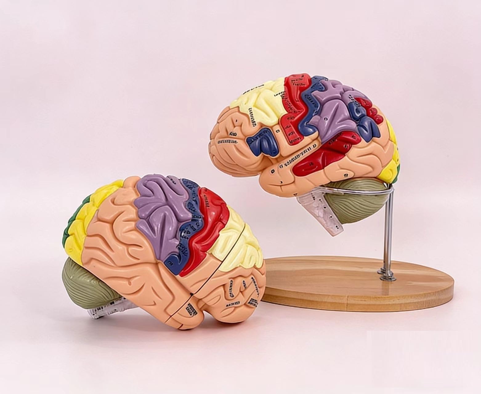 Realistyczny model ludzkiego mózgu - 4-częściowy magnetyczny, odłączany model anatomii z 131 częściami z etykietami do nauki neuronauki - zawiera instrukcję w języku angielskim