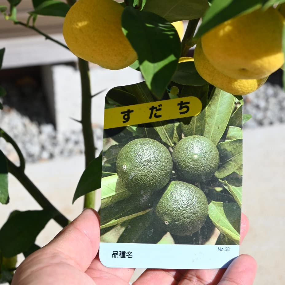 Amazon.co.jp: スダチ鉢植え6号 プラ鉢苗柑橘果樹1鉢接ぎ木すだち